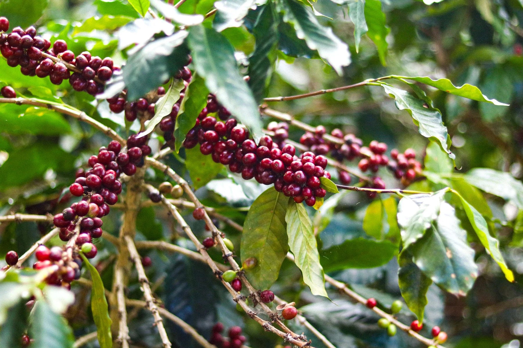 Honduras Reserva Pacavita