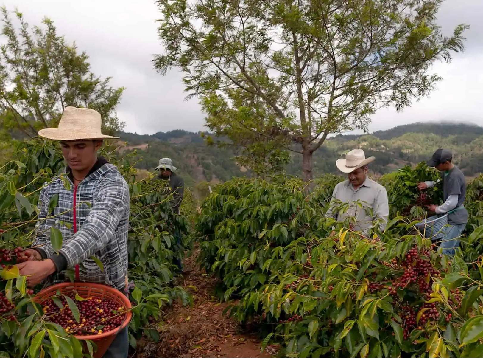 Guatemala